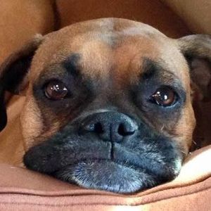 Meet your Posher, Susan